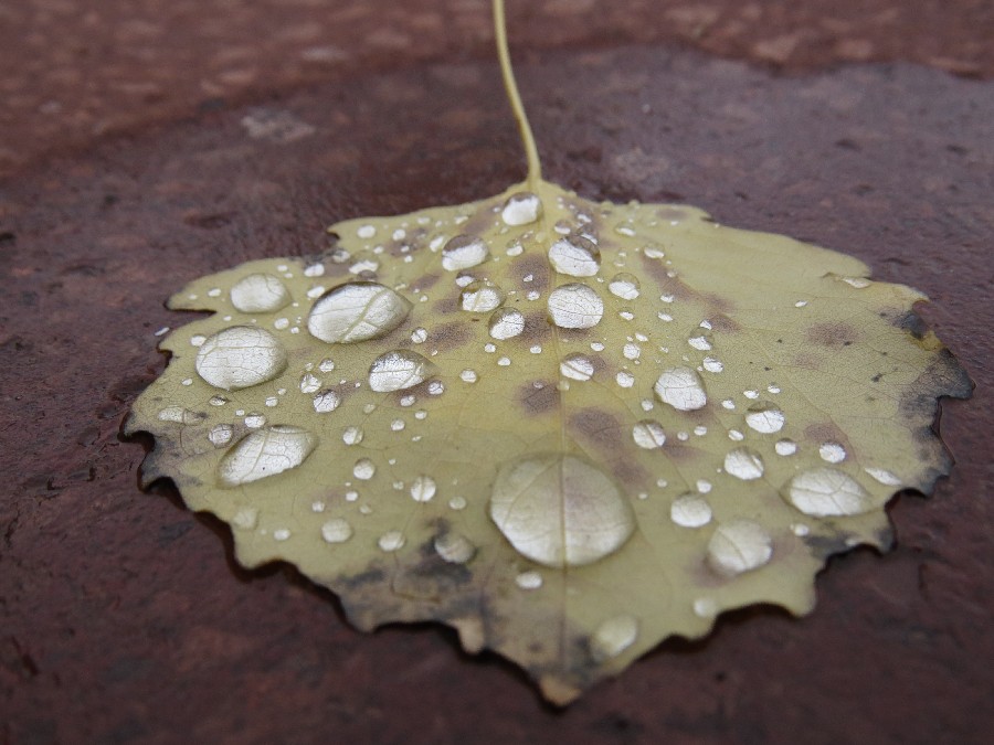 Abgeperlter Regen