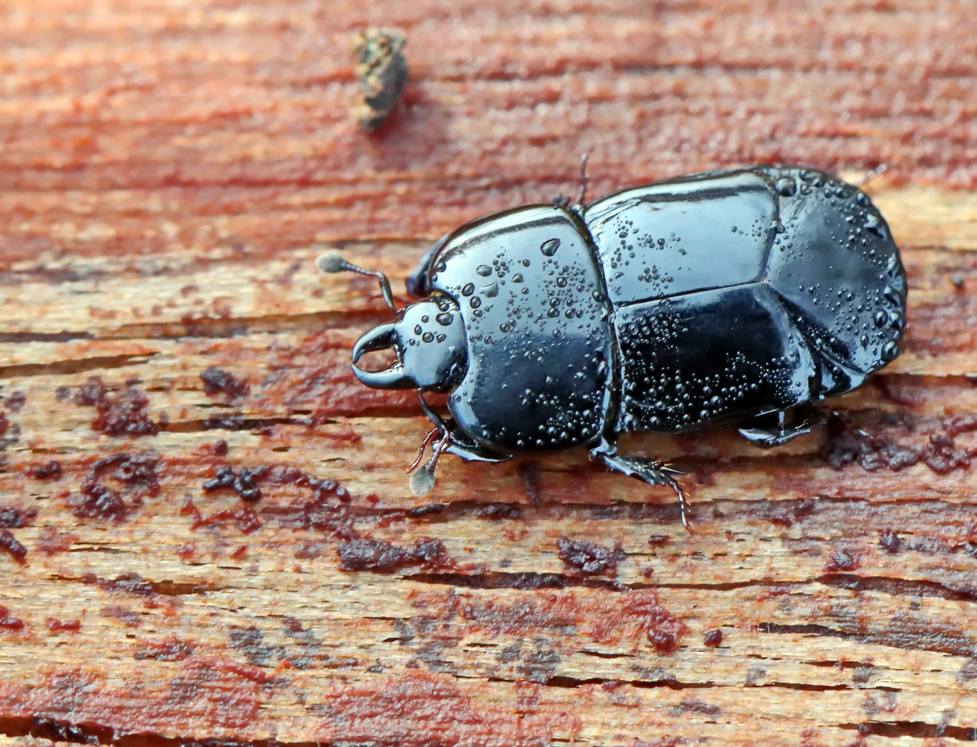 Abgeplattete Stutzkäfer,Hololepta plana