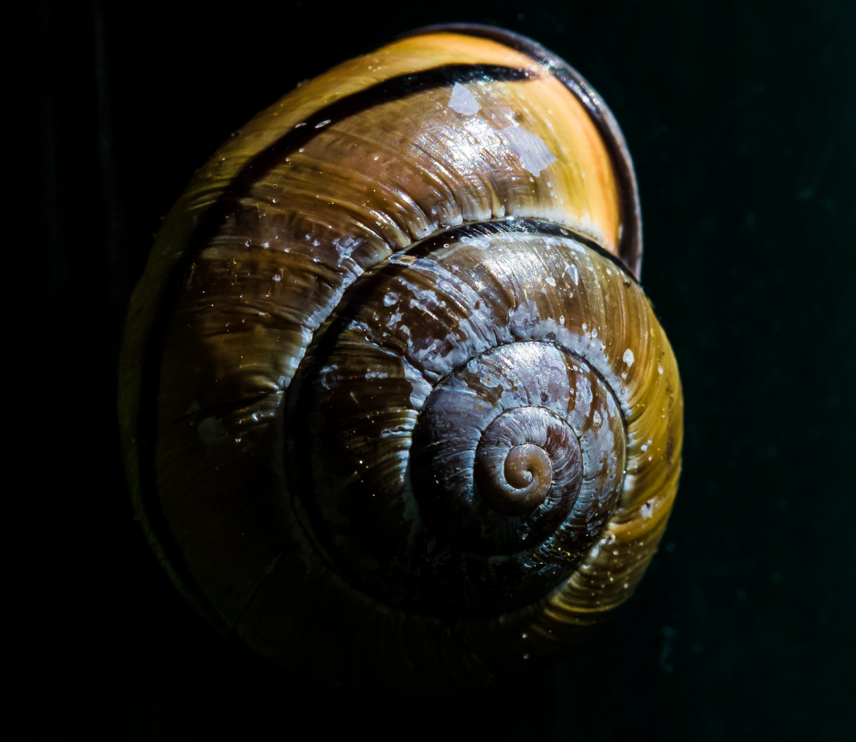 Abgeranzte Schnecke