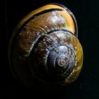 Abgeranzte Schnecke