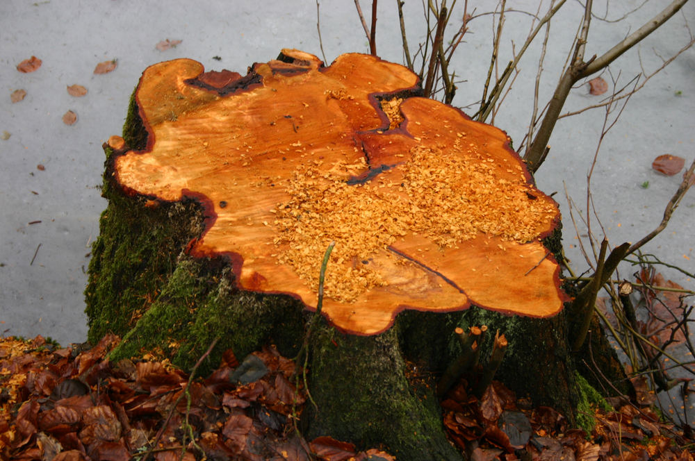 Abgesägter Baumstamm Foto & Bild pflanzen,