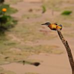 Abgeschwirrt - der flotte Eisvogel