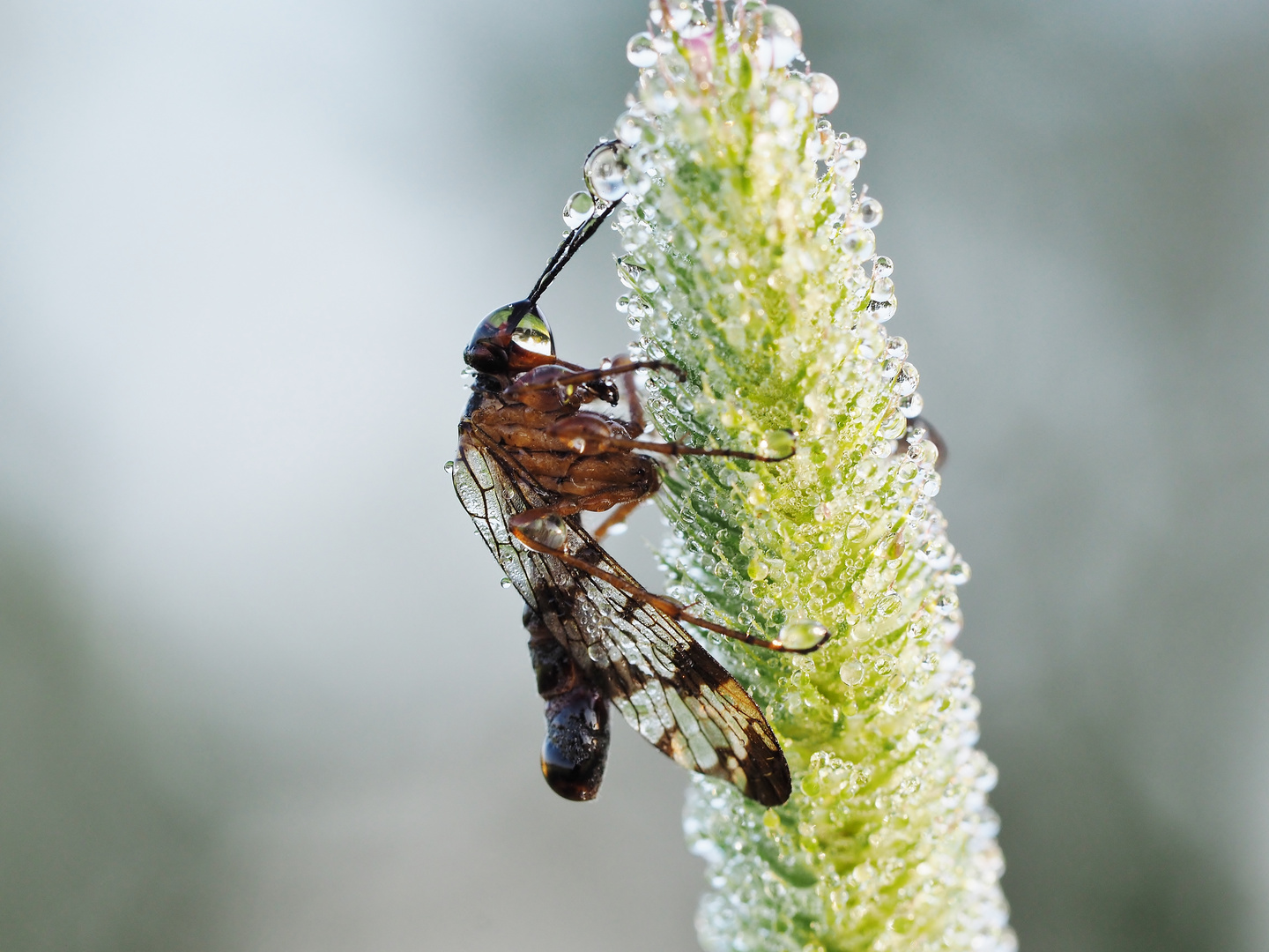 Abgesoffene Skorpionfliege