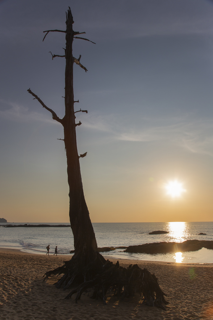 Abgestorben am Strand von Khao Lak