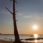 Abgestorben am Strand von Khao Lak