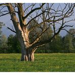 Abgestorben (Frühling)