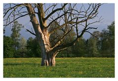 Abgestorben (Frühling)