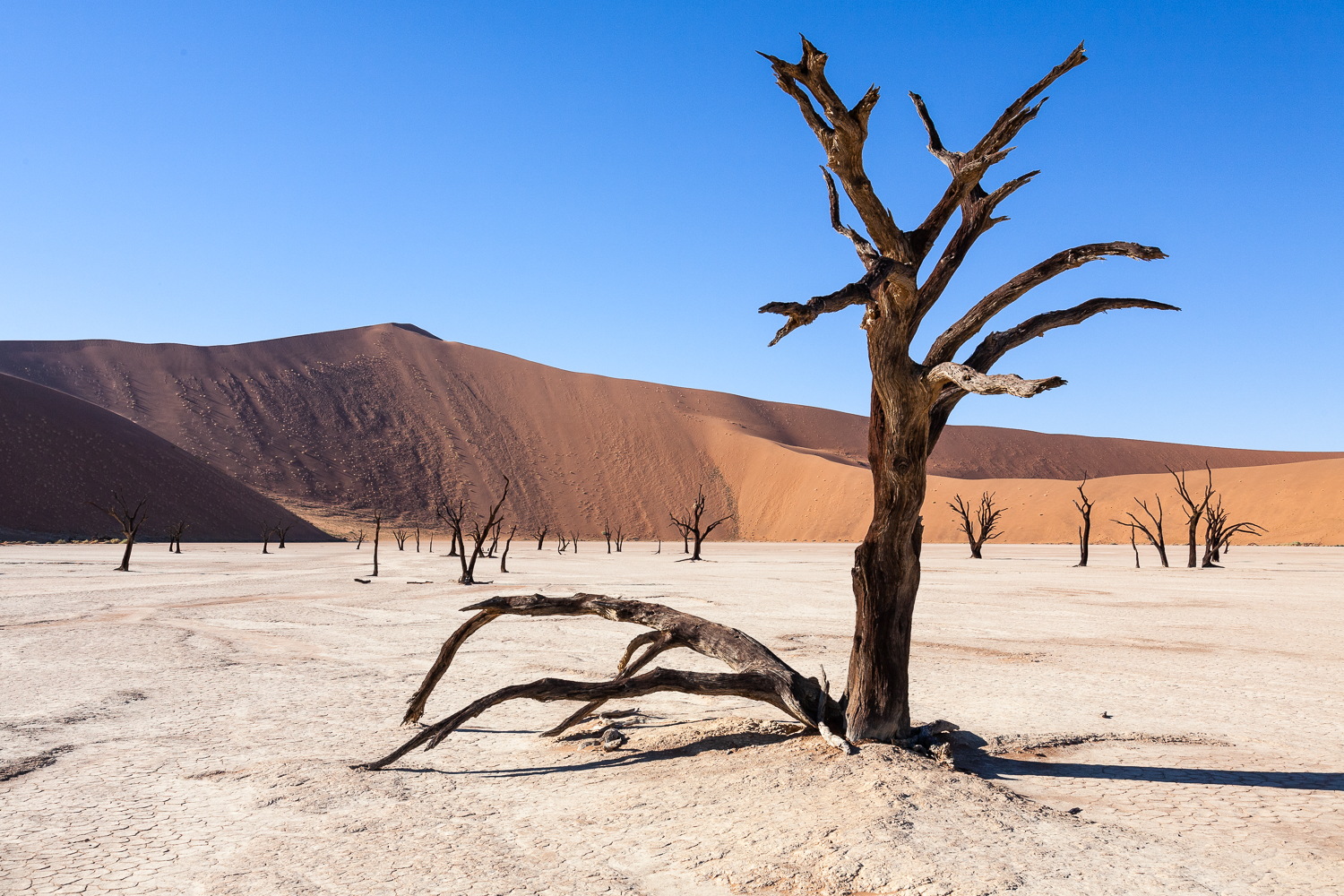 Abgestorben, Namibia