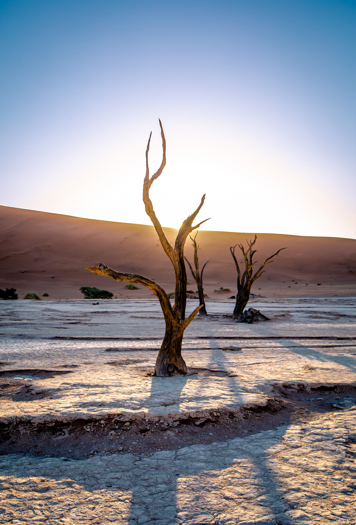 Abgestorbene Bäume in der Deadvlei, Namib