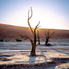 Abgestorbene Bäume in der Deadvlei, Namib