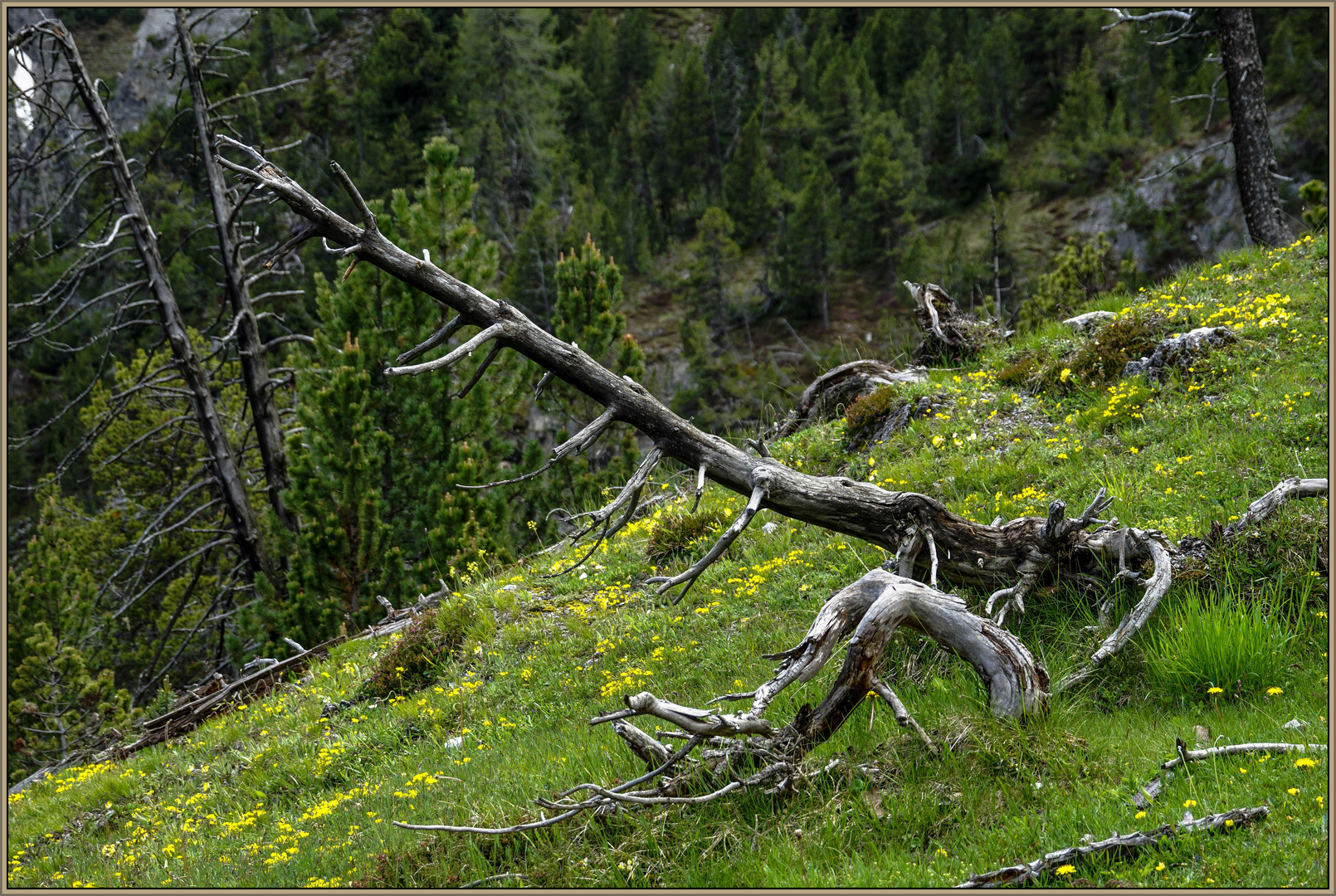 abgestorbene Bergkiefer