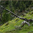 abgestorbene Bergkiefer