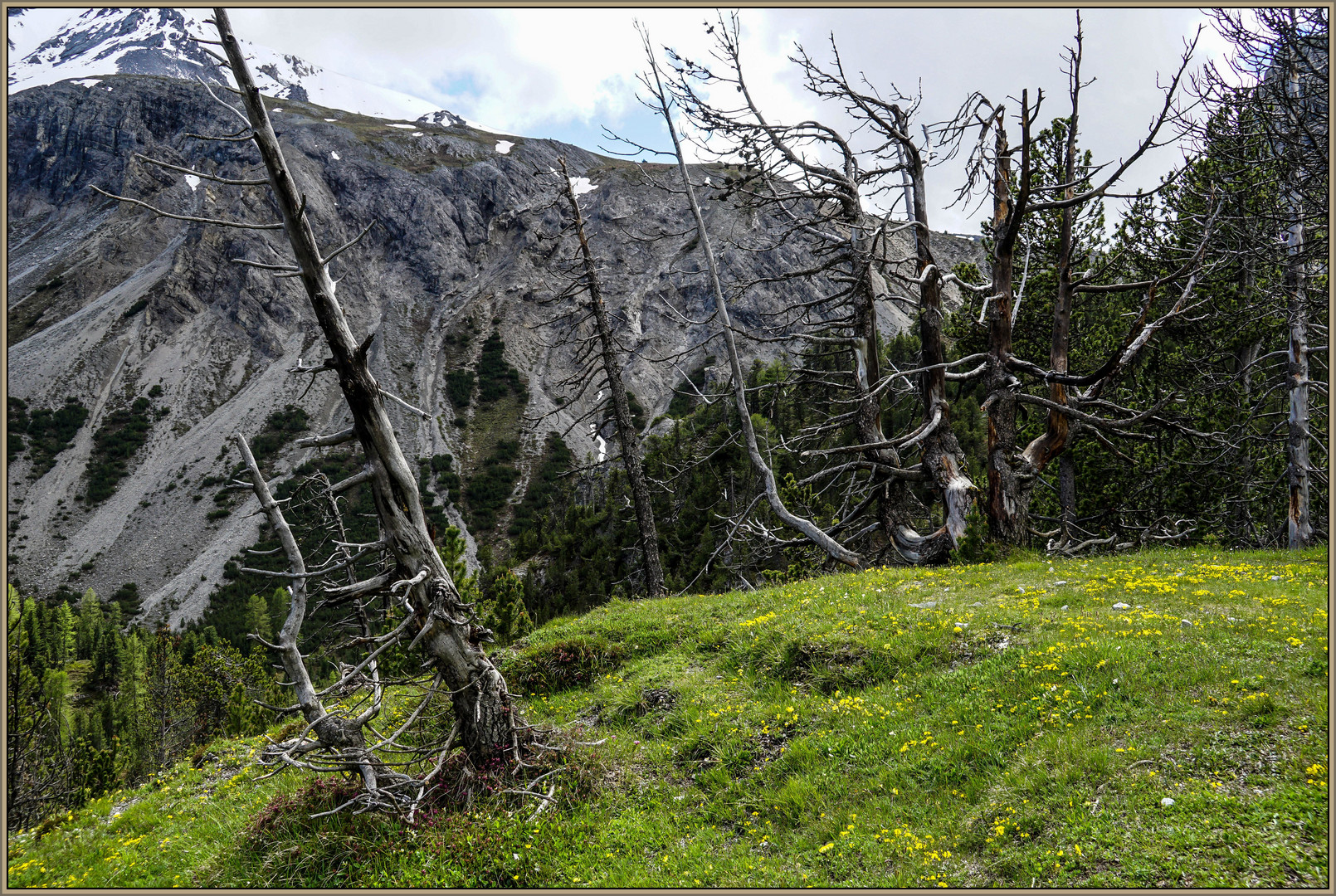 abgestorbene Bergkiefern