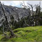 abgestorbene Bergkiefern