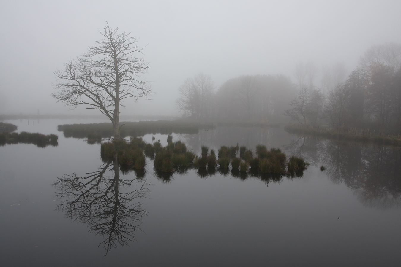 Abgestorbene Eiche im Moor