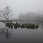 Abgestorbene Eiche im Moor