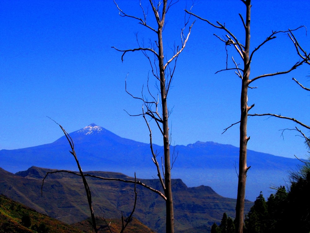 Abgestorbene Eukalyptusbäume bei La Laja - Blick auf Teide