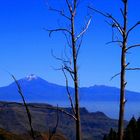 Abgestorbene Eukalyptusbäume bei La Laja - Blick auf Teide