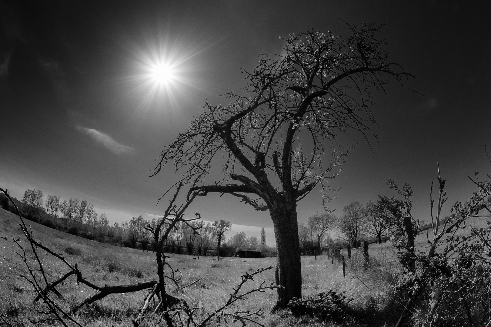 Abgestorbener Apfelbaum und Sonne