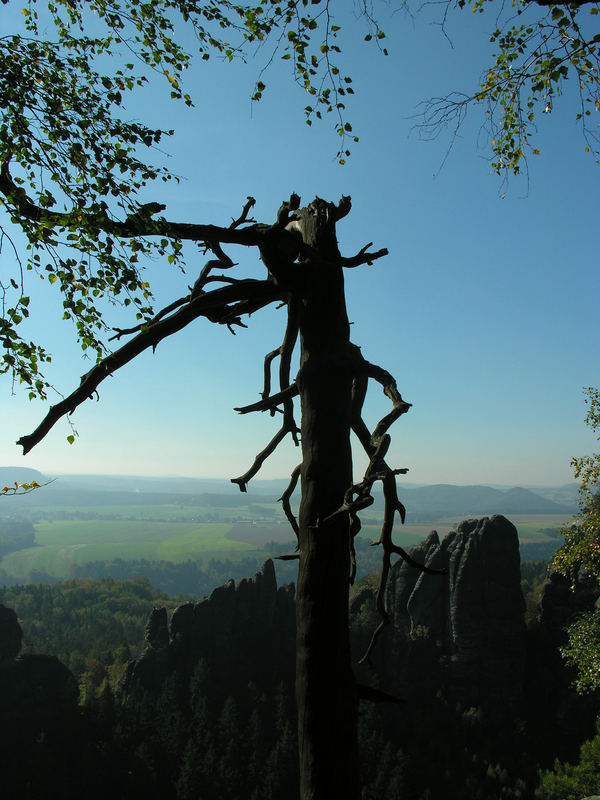 abgestorbener Baum