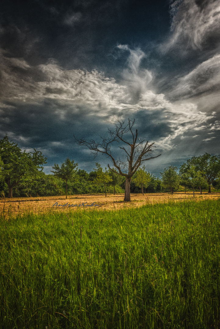 Abgestorbener Baum