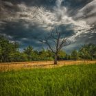 Abgestorbener Baum