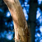 Abgestorbener Baum