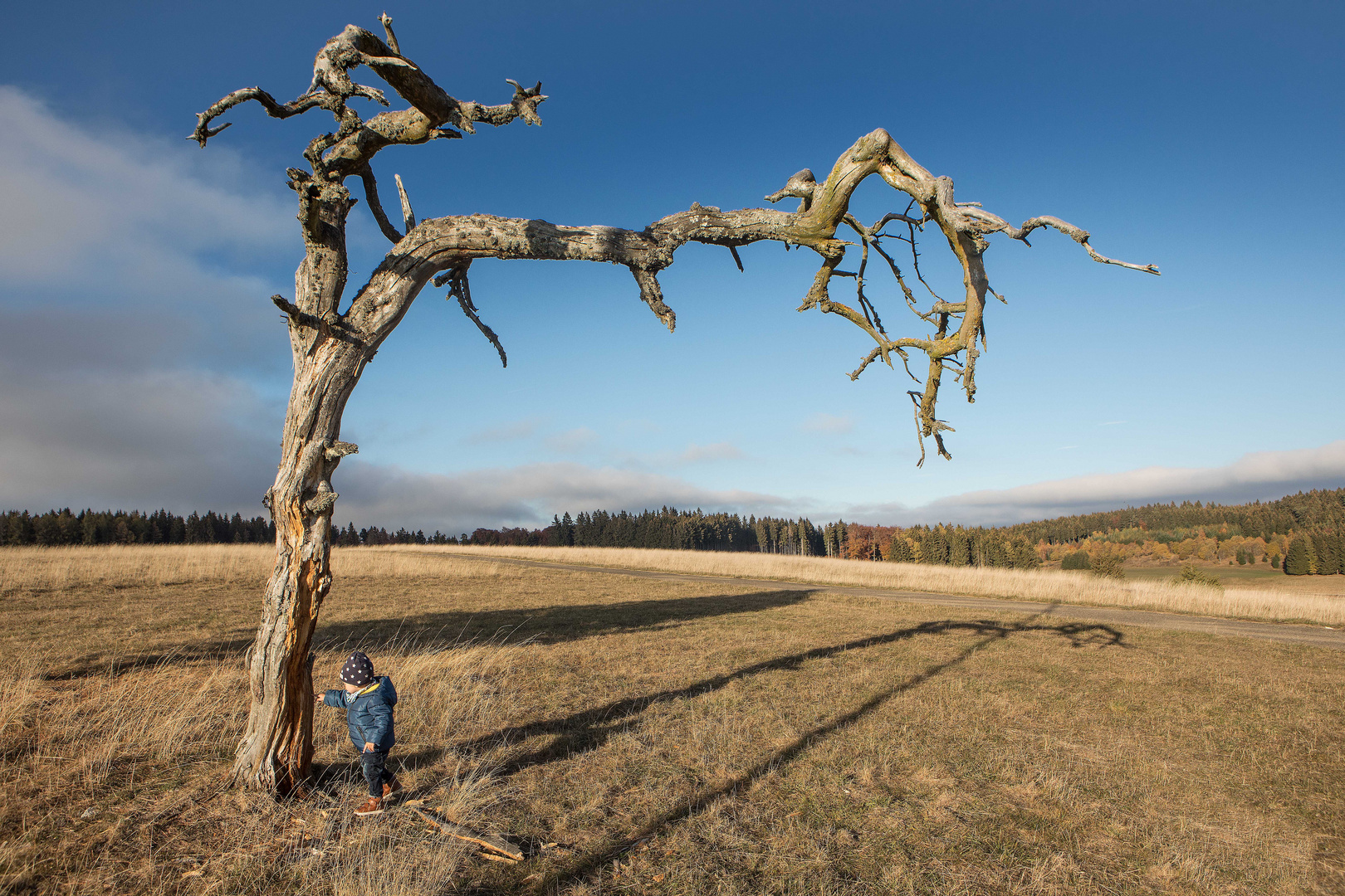 Abgestorbener Baum