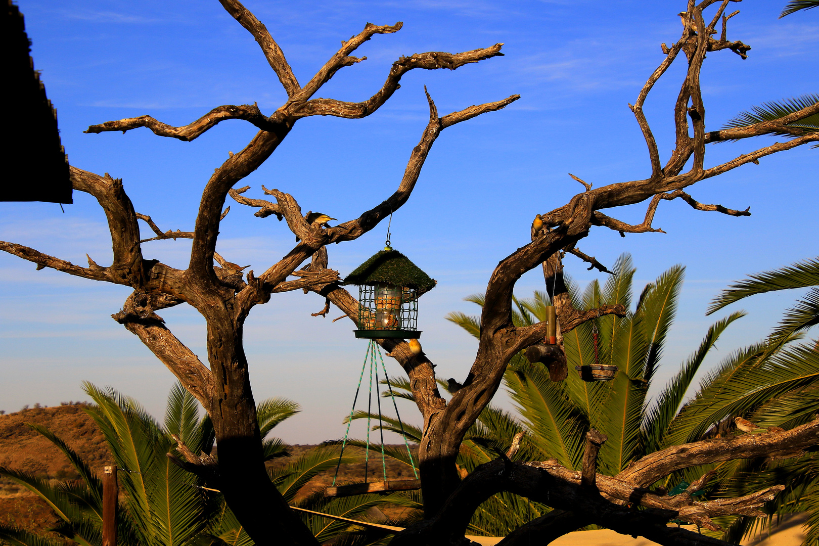 abgestorbener Baum als Futterplatz