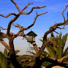 abgestorbener Baum als Futterplatz