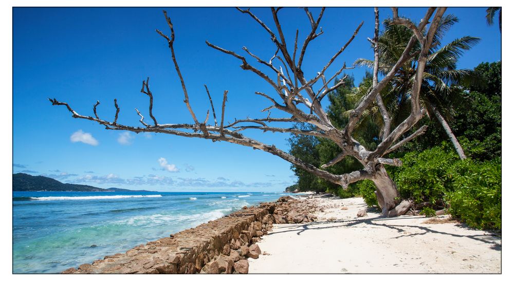 Abgestorbener Baum am Strand von La Digue