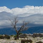 Abgestorbener Baum auf den Höhenzug Kamenjak