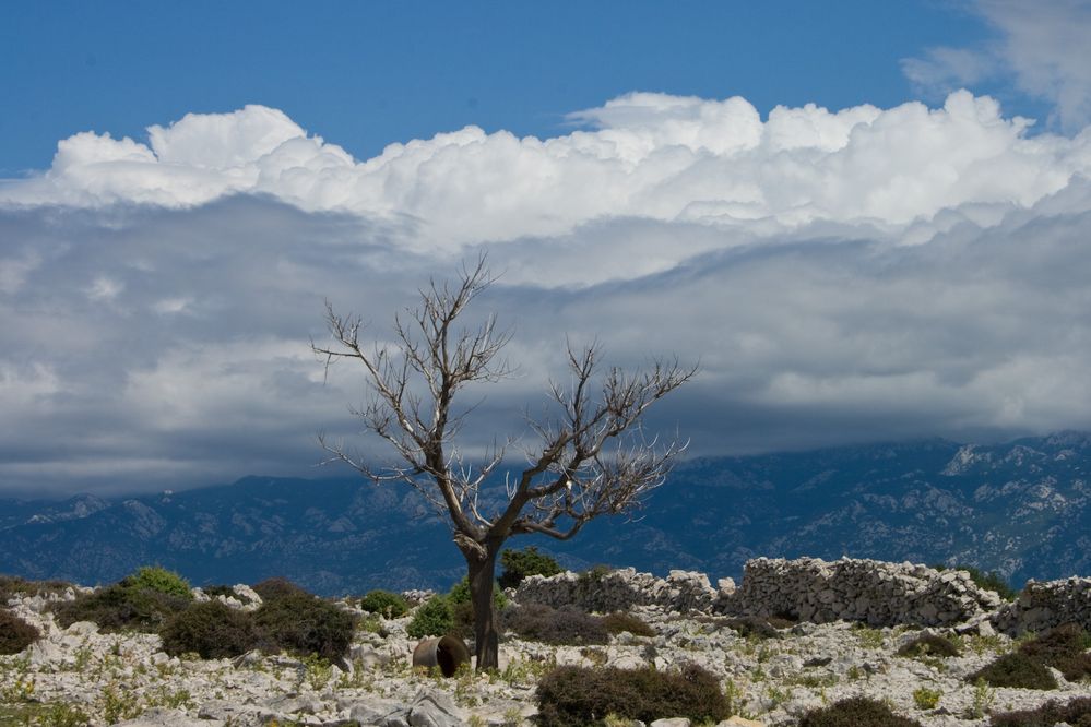 Abgestorbener Baum auf den Höhenzug Kamenjak