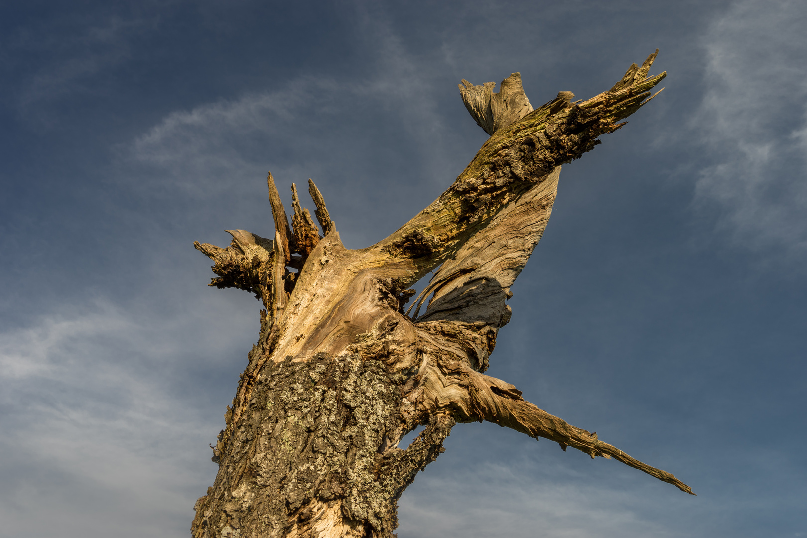 Abgestorbener Baum bei Ferenberg