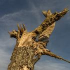 Abgestorbener Baum bei Ferenberg