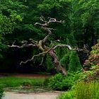 Abgestorbener Baum 