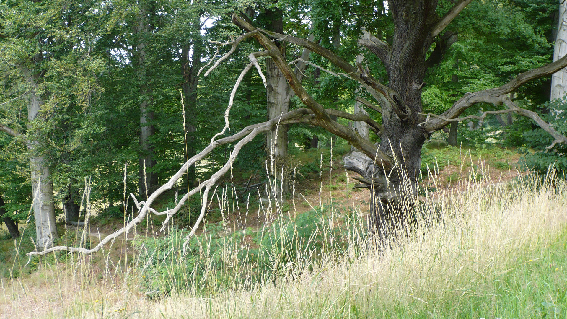 Abgestorbener Baum