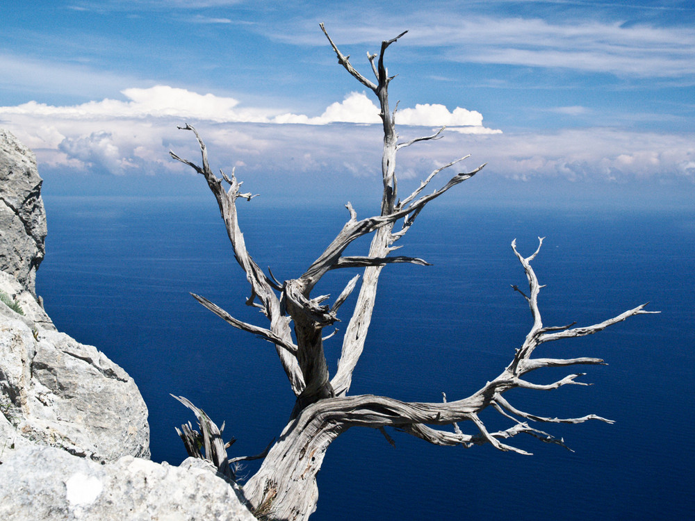 Abgestorbener Baum