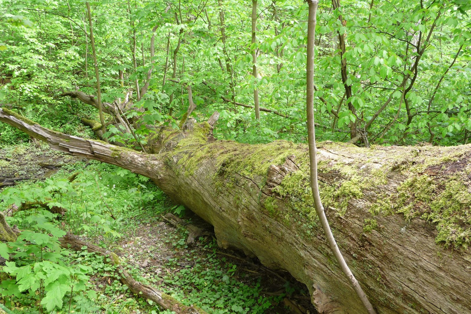 Abgestorbener Baum im Wald