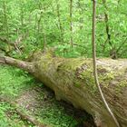 Abgestorbener Baum im Wald