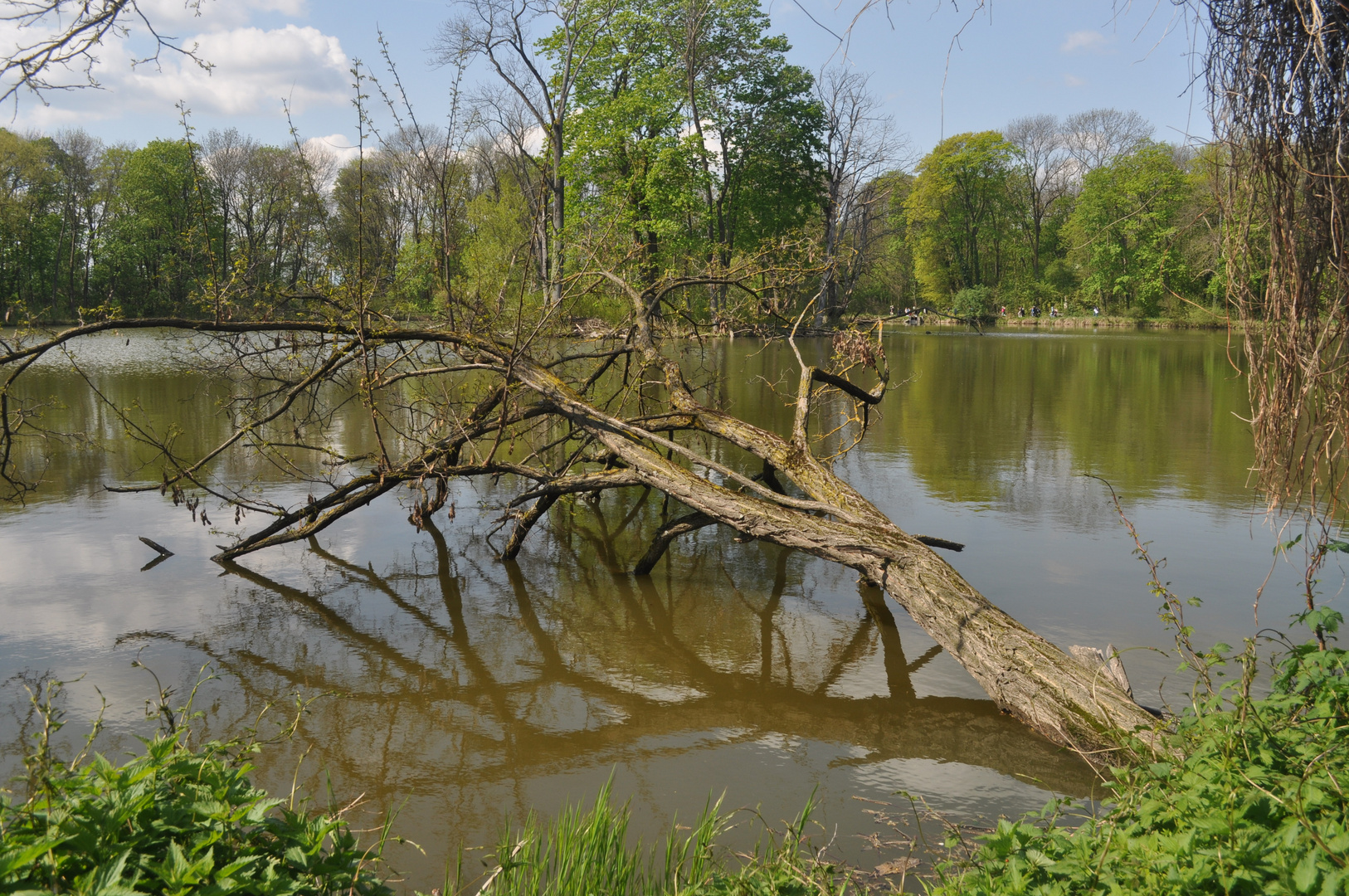 Abgestorbener Baum im Wasser