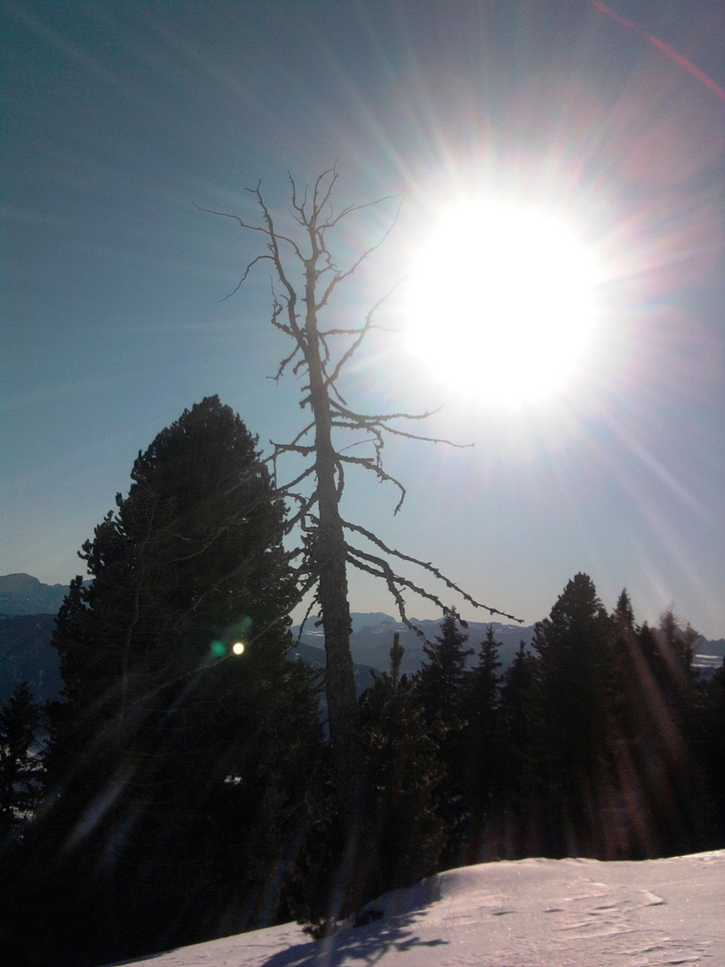 Abgestorbener Baum in der Sonne