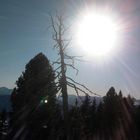 Abgestorbener Baum in der Sonne