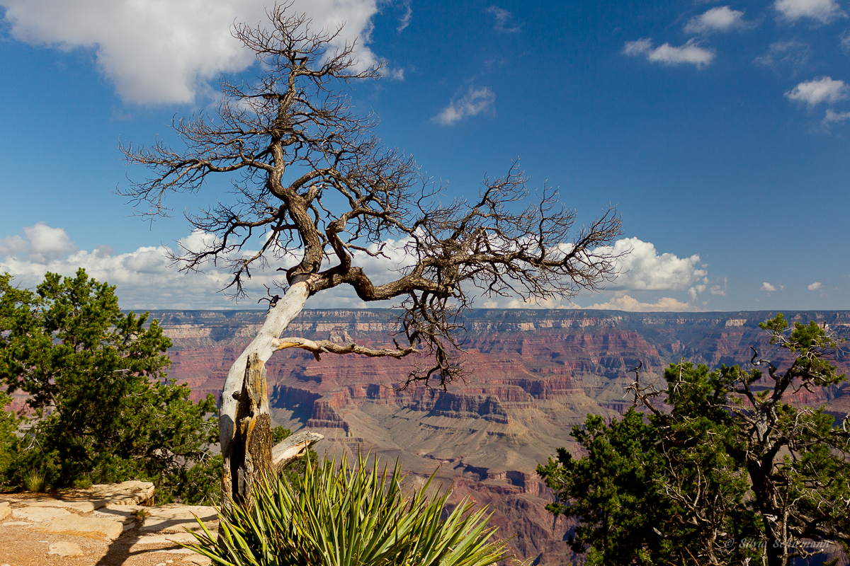 Abgestorbener Baum mit Grand Canyon
