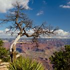 Abgestorbener Baum mit Grand Canyon