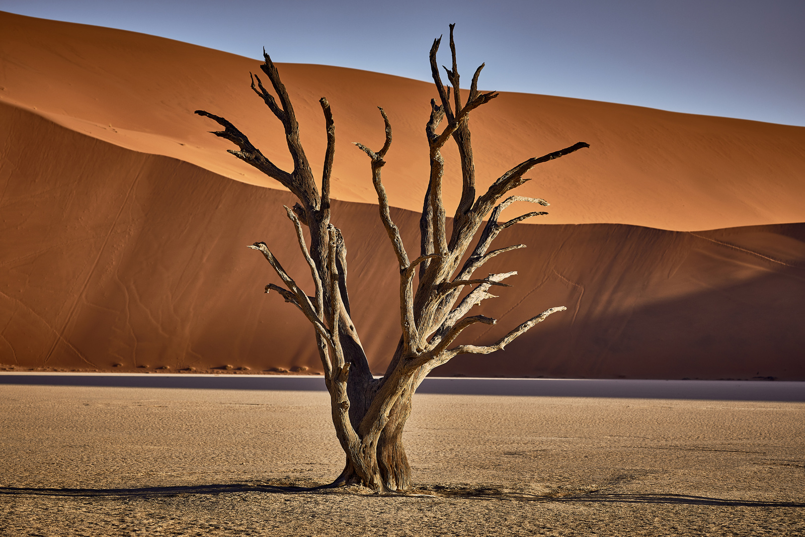 Abgestorbener Kameldornbaum im Deadvlei, Namib Desert