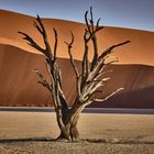 Abgestorbener Kameldornbaum im Deadvlei, Namib Desert