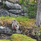 Abgestorbener, verwitterter Baum am Sagelva Wasserfall