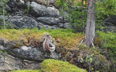 Abgestorbener, verwitterter Baum am Sagelva Wasserfall