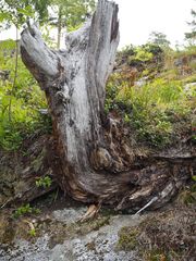 Abgestorbener, verwitterter Baumstumpf am Slettafossen